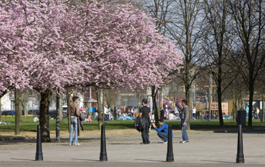 Blossoming cherry trees line the park